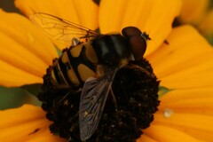 Eristalis transversa