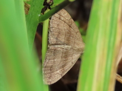 Phalaenostola metonalis