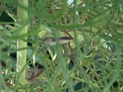 Zelus renardii