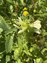 Pedicularis lanceolata