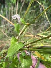 Mikania scandens