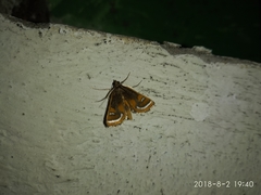 Agassiziella