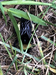 Bombus pensylvanicus