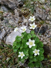 Parnassia fimbriata