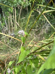 Mikania scandens