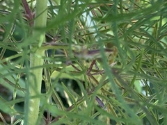 Zelus renardii