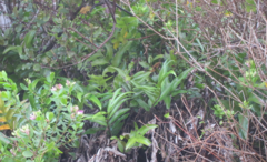 Asplenium oblongifolium