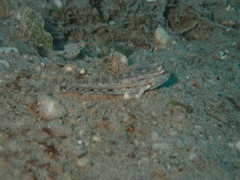 Istigobius