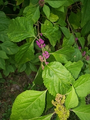 Callicarpa americana