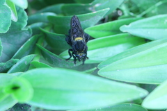 Mallophora leschenaulti