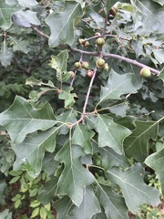 Quercus ilicifolia