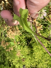 Mikania scandens