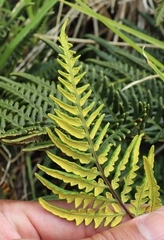 Pityrogramma austroamericana