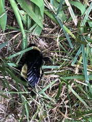 Bombus pensylvanicus