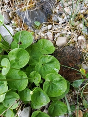 Parnassia fimbriata