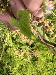 Mikania scandens