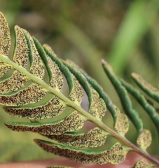 Pityrogramma austroamericana