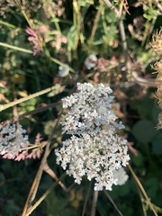 Daucus