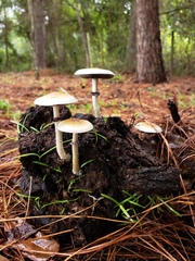 Psilocybe cubensis