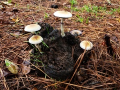 Psilocybe cubensis