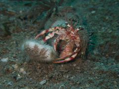 Dardanus pedunculatus