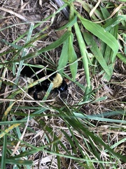 Bombus pensylvanicus