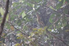 Entomodestes coracinus