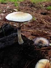 Psilocybe cubensis