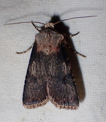 Agrotis puta