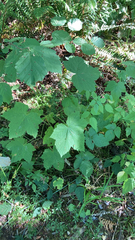 Rubus parviflorus