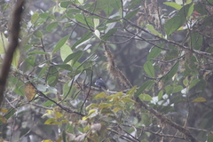 Entomodestes coracinus