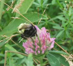 Bombus impatiens