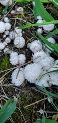 Lycoperdon curtisii