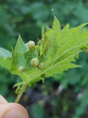 Daktulosphaira vitifoliae