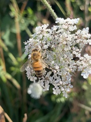 Apis mellifera