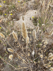 Polypogon monspeliensis