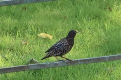 Sturnus vulgaris