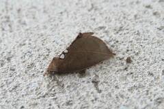 Rhinoligia biocellata