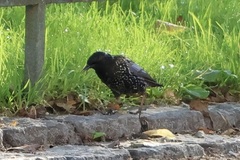 Sturnus vulgaris