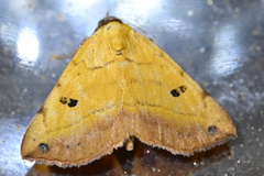 Hemeroplanis scopulepes