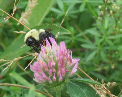 Bombus impatiens