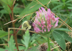 Bombus impatiens