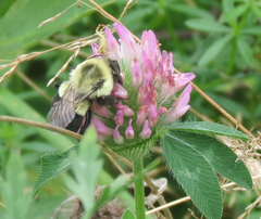 Bombus impatiens