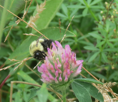 Bombus impatiens