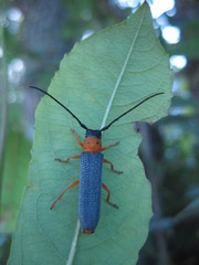 Oberea oculata