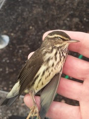 Parkesia noveboracensis