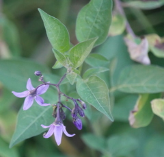 Solanum dulcamara