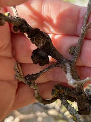 Disholcaspis mellifica