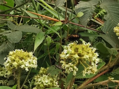 Asclepiadoideae