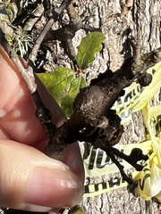 Disholcaspis mellifica